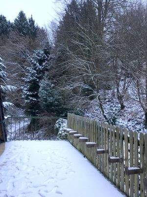 Blick vom Balkon zum Wald