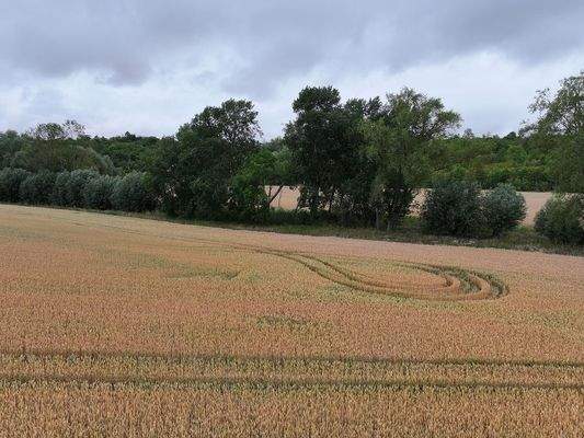 Blick auf den Acker - Richtung Norden