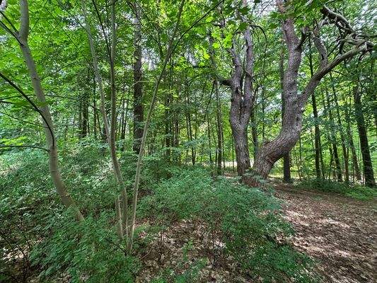 Bewaldeter Teil des Grundstücks