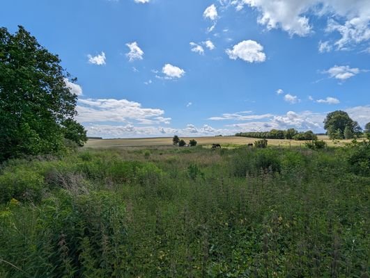 Waldrand, Blick zur Wiese