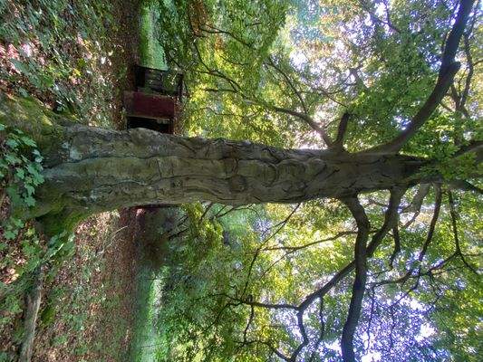 Schlosspark (15).JPG