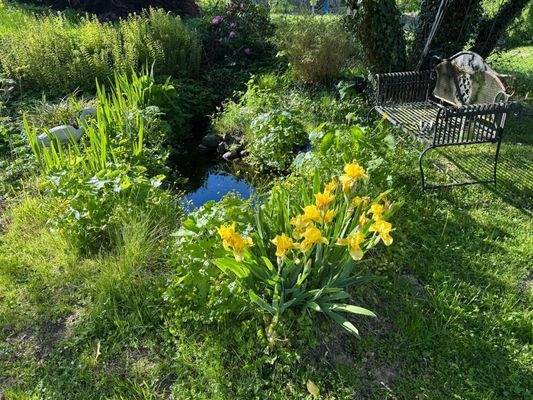 Kleiner Goldfischteich