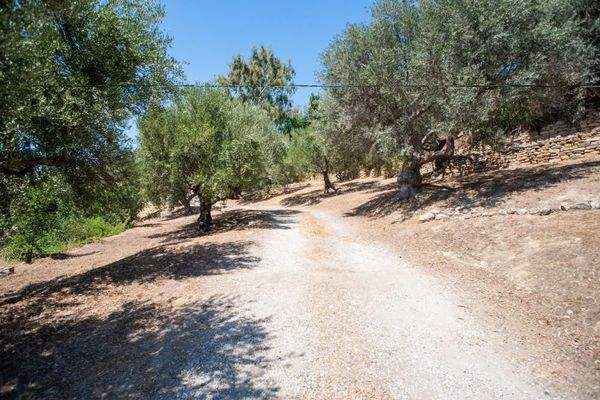 Kreta, Xamoudochori: Idyllische Residenz mit Apartments und Olivenhain zu verkaufen
