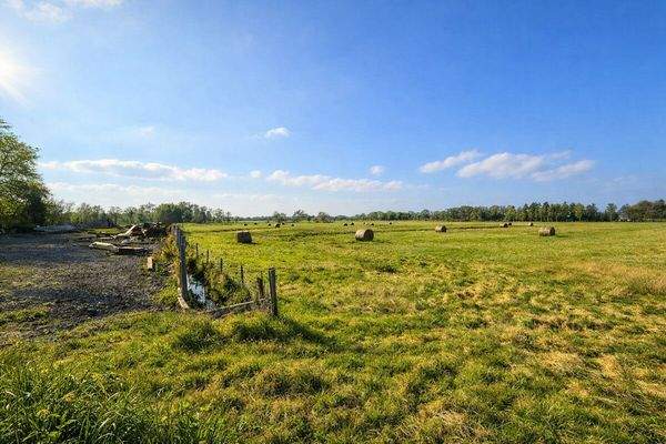 Weide neben dem Haus