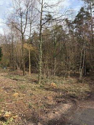 Baugrundstück Röttenbach 008