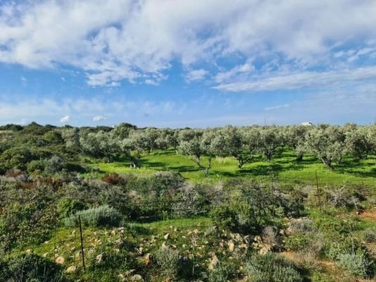 Kreta, Stavros: Riesiges Grundstück in Strandnähe 