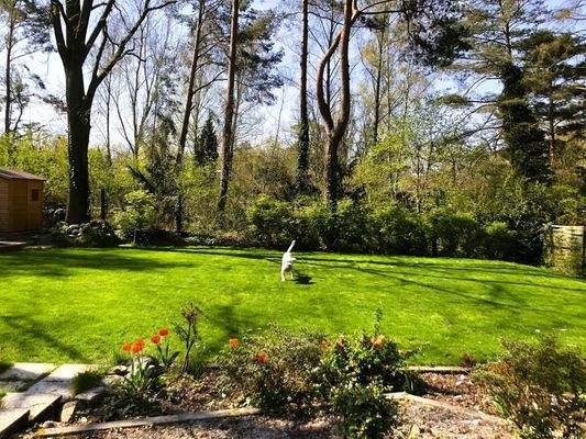 Sommerimpressionen Garten